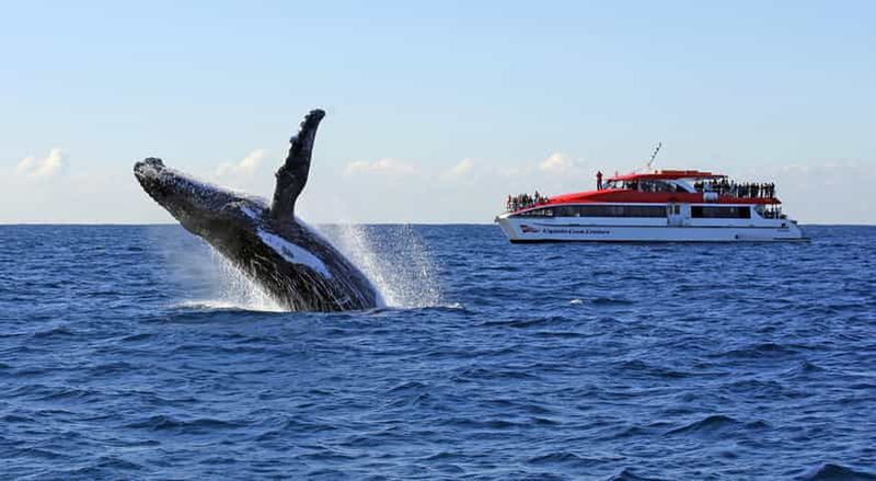 Billet Sydney : croisière d'observation de baleines et de la faune