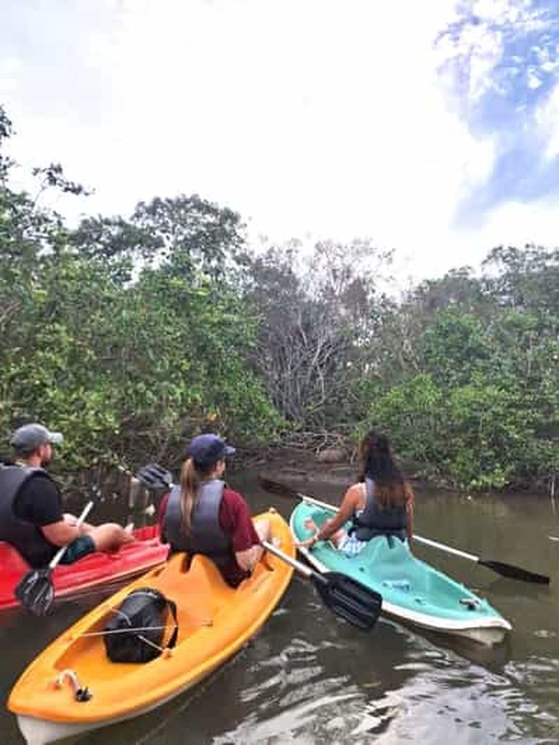 Billet Paraty : excursion en kayak dans la mangrove et observation de capybaras