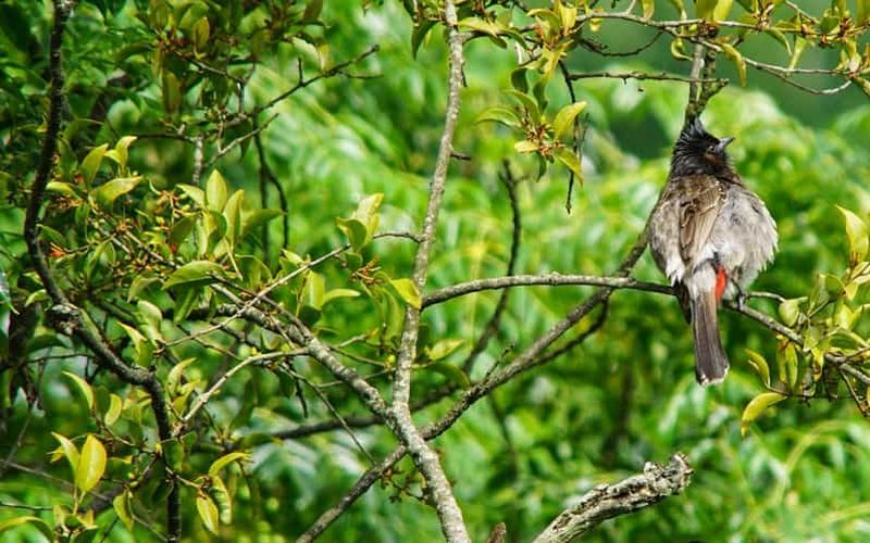 Billet Katmandou : observation des oiseaux de Phulchowki avec un guide spécialiste