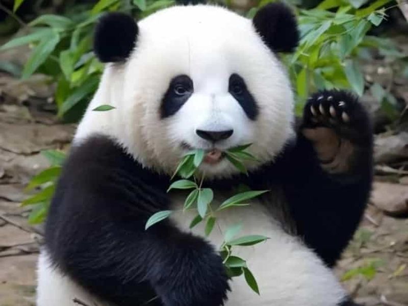 Billet Chengdu : Base du panda géant, musée de Sanxingdui et visite de l'opéra