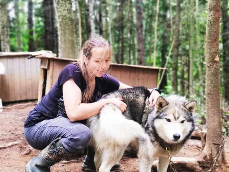 Billet 15 min. Tadoussac : visite des coulisses d'un chenil de chiens de traîneau