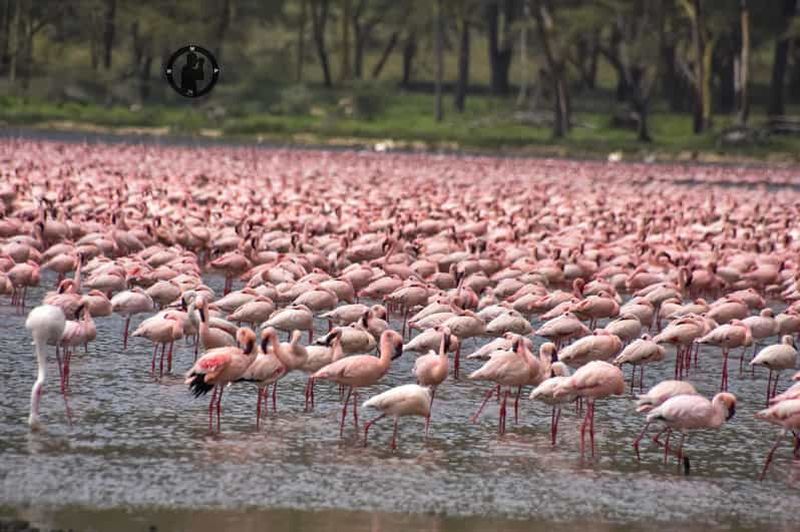 Billet Excursion d'une journée au lac Nakuru avec tour en bateau facultatif à Naivasha