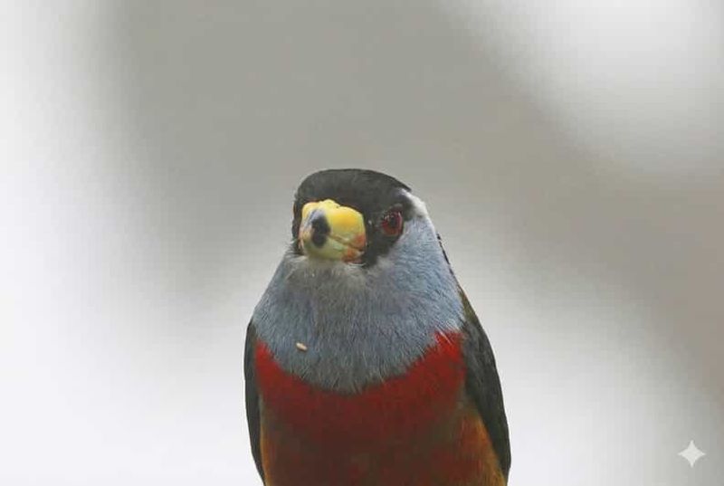 Billet Visite d'une journée : Gallito de la Peña et observation des oiseaux à Bellavista