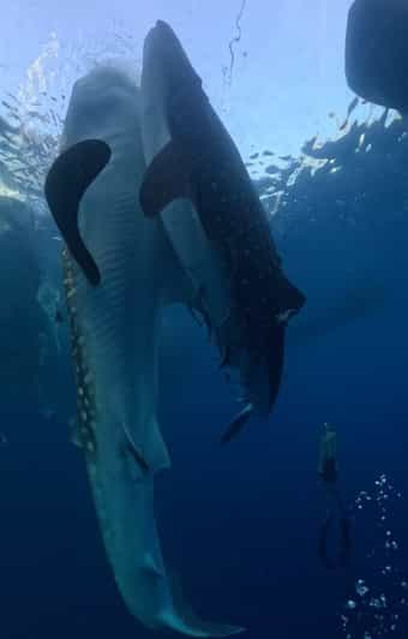 Billet Au départ de Lombok : circuit de 2 jours à Sumbawa et nage avec les requins baleines