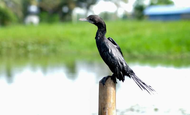 Billet Kumarakom : Croisière au lever du soleil avec la vie du village et la nourriture locale