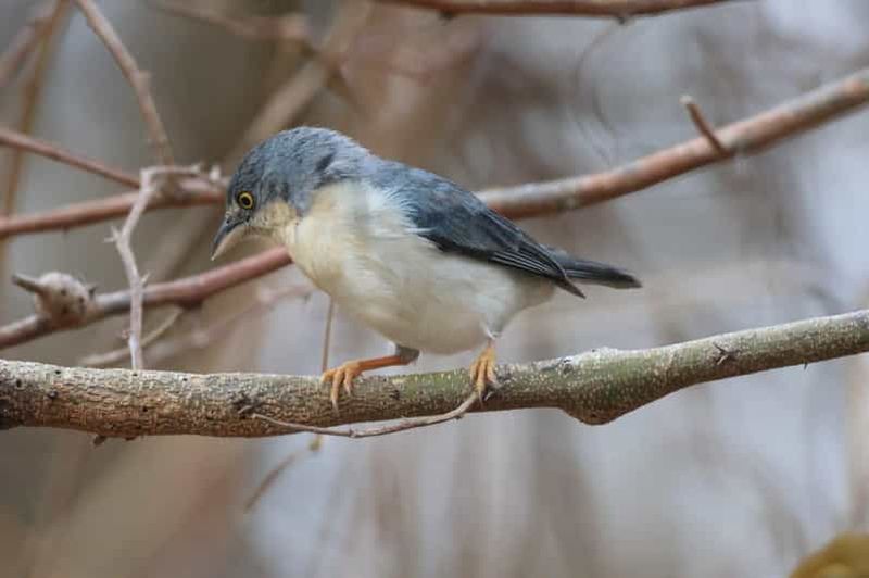 Billet Carthagène des Indes : visite d'observation des oiseaux à l'Hacienda San Benito