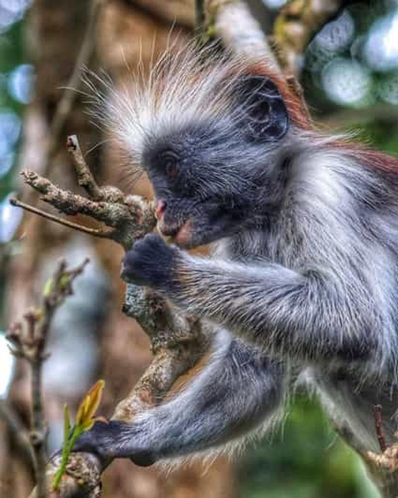 Billet Zanzibar : visite à pied de la forêt de Jozani et de la ville de Stone