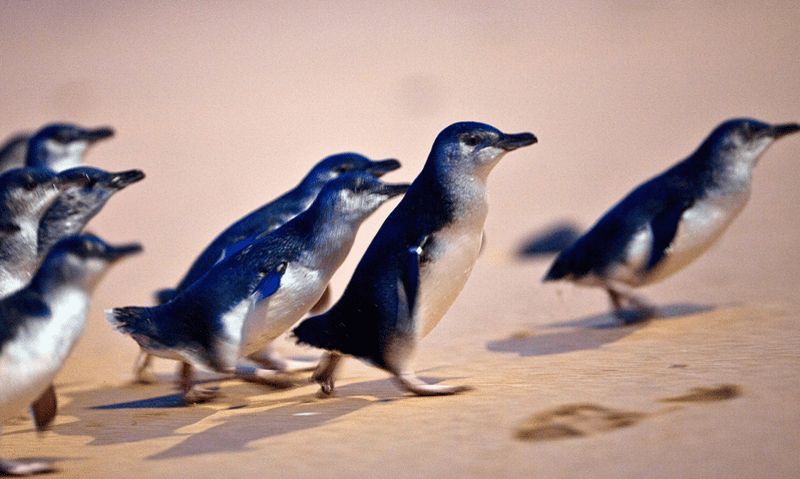 Billet Depuis Melbourne : Circuit écologique de la parade des pingouins de Phillip Island