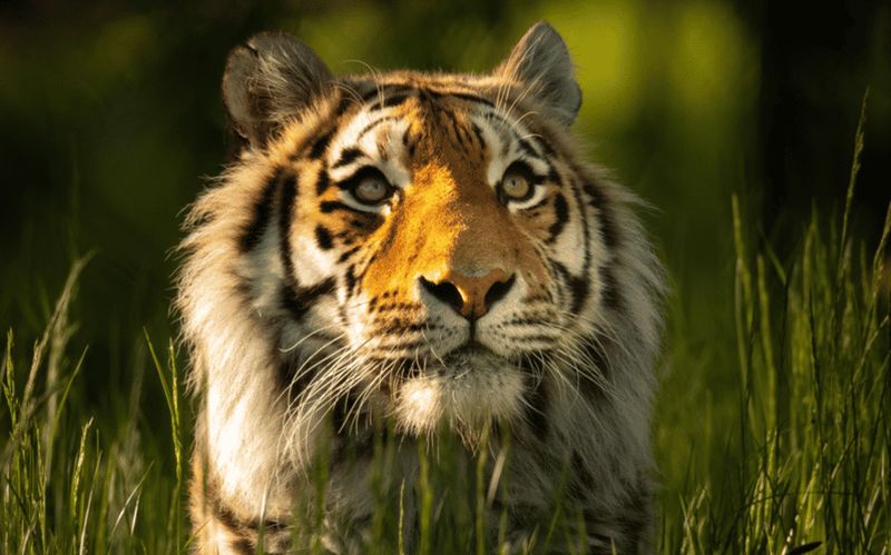 Billet Knowsley : Billets d'entrée pour le safari