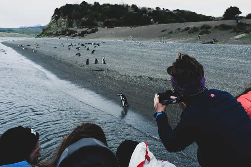 Billet Ushuaia : Île de Gable et colonie de pingouins avec déjeuner