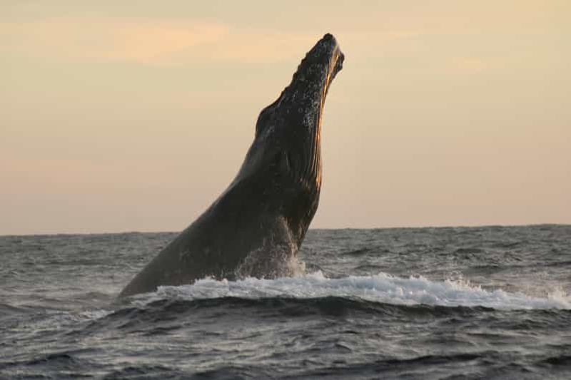 Billet Los Cabos : safari d'observation de baleines et temps libre à Lovers Beach