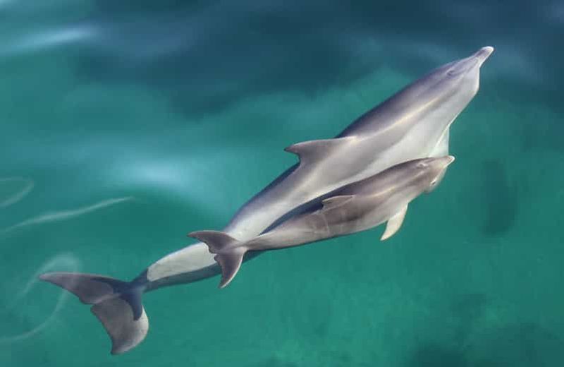 Billet Adélaïde : Croisière de 4 heures garantie pour l'observation des dauphins sauvages