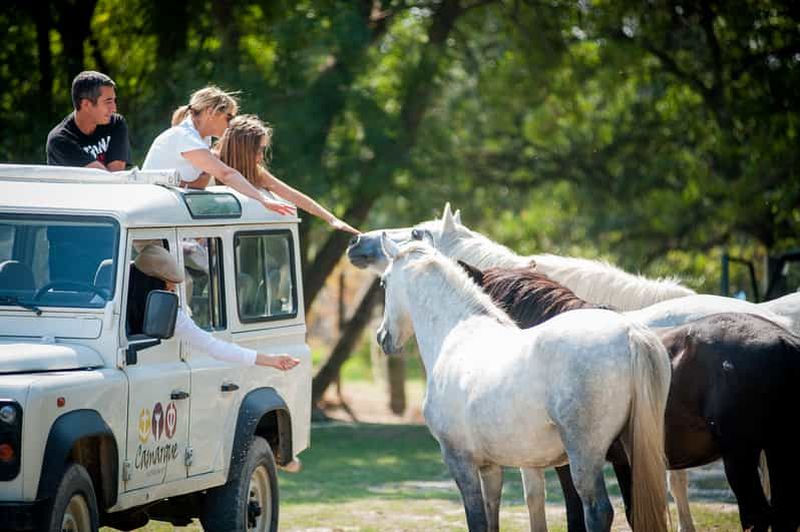 Billet Camargue : Demi-journée de safari guidé en 4x4