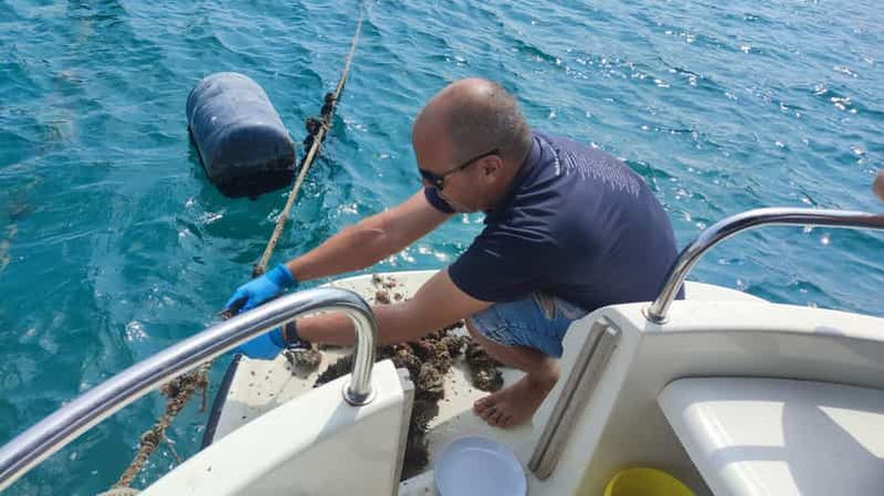 Billet Dubrovnik : Visite de dégustation d'huîtres, de moules et de vins à Ston