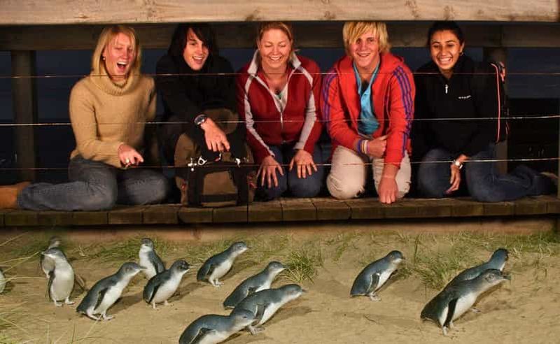 Billet Visite de l'après-midi de la parade des pingouins de Phillip Island au départ de Melbourne