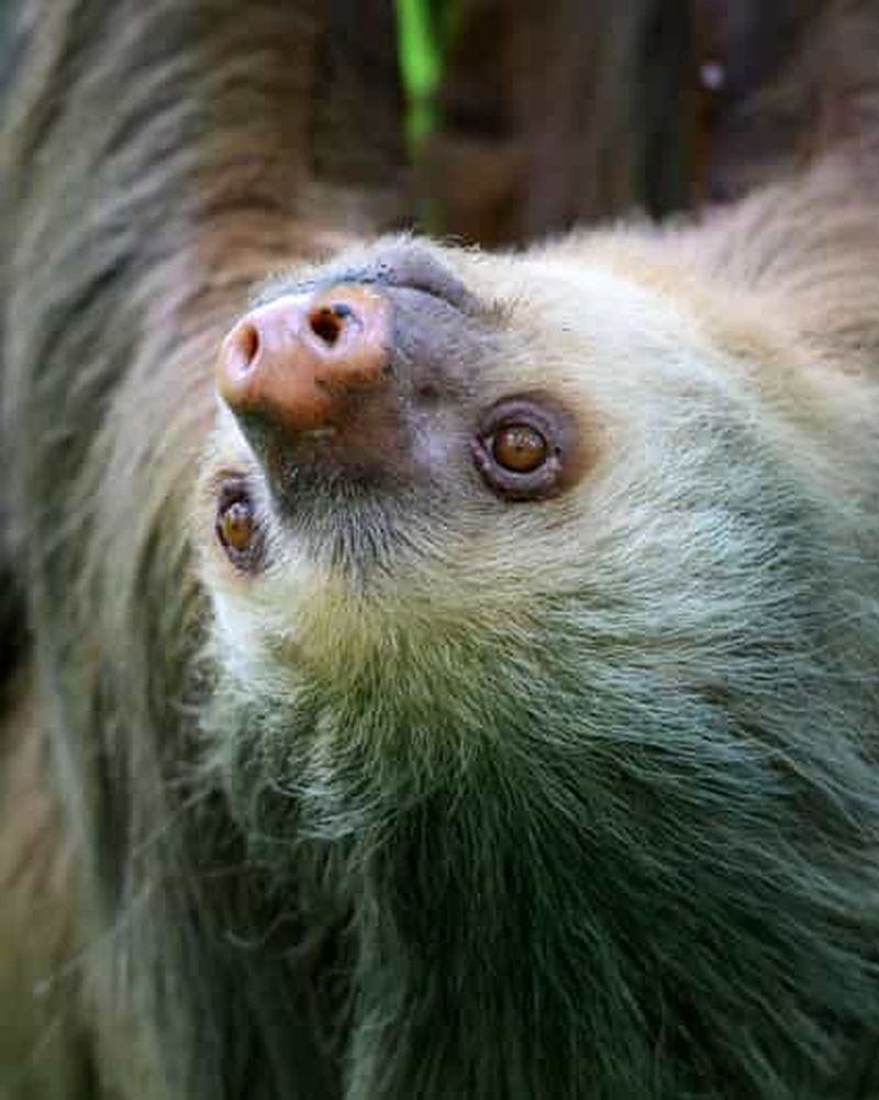 Billet TWILIGHT Tours à Arenal et cours de cuisine Tortillas