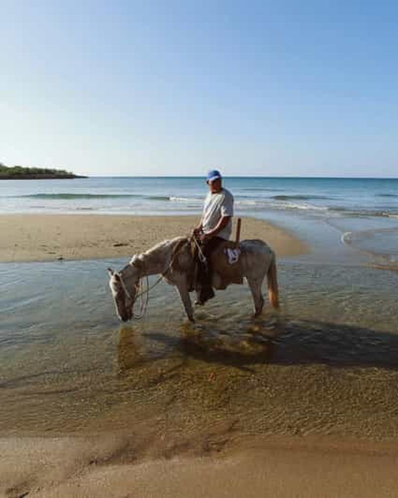 Billet Depuis Porto : promenade à cheval sur la plage, brunch et prise en charge