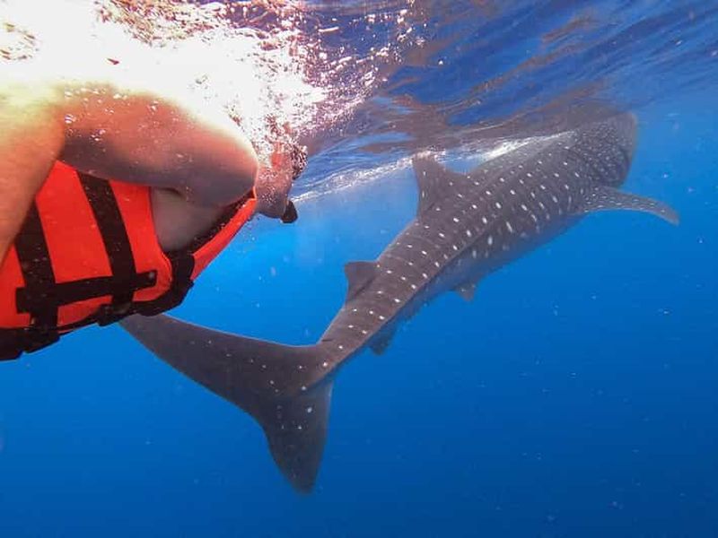 Billet Holbox : partez à la recherche des requins baleines et nagez avec eux ! Tout compris.