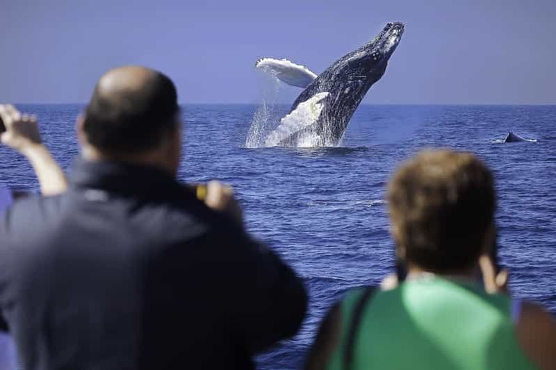 Billet Cabo San Lucas : Croisière observation des baleines dînatoire