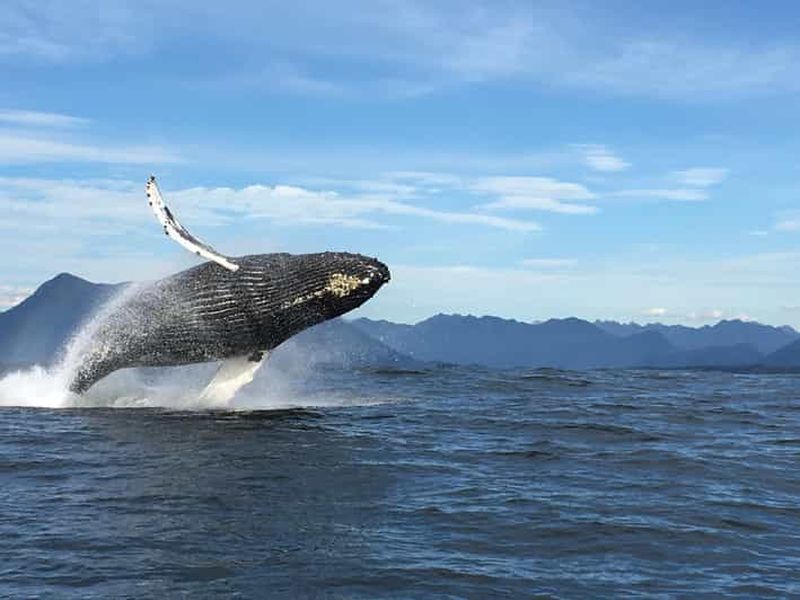 Billet Tofino : excursion d'observation des baleines avec un guide nature