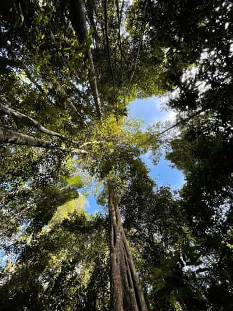 Billet Langkawi : Visite à pied de la forêt tropicale le matin