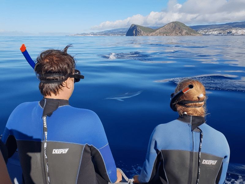 Billet Île de Terceira : baignade avec les dauphins et snorkeling