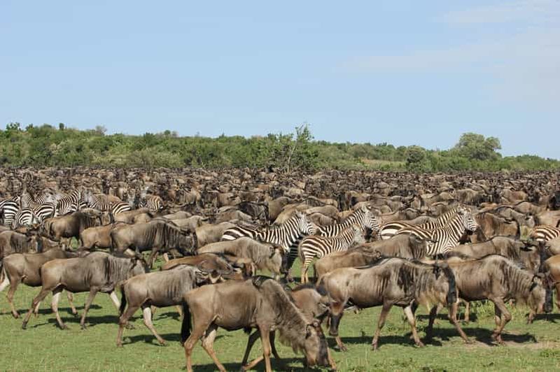 Billet Circuit de 8 jours au Serengeti pour la Grande Migration - Traversée de la rivière Mara