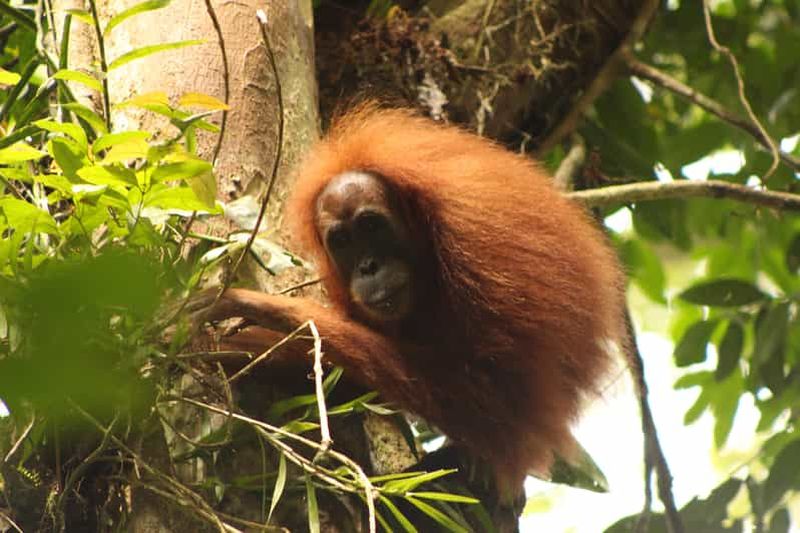 Billet Ketambe Sumatra Jungle Trekking et Rafting