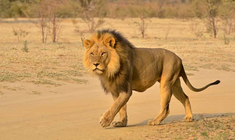 Billet Safari à Hluhluwe Imfolozi et village culturel de Dumazulu