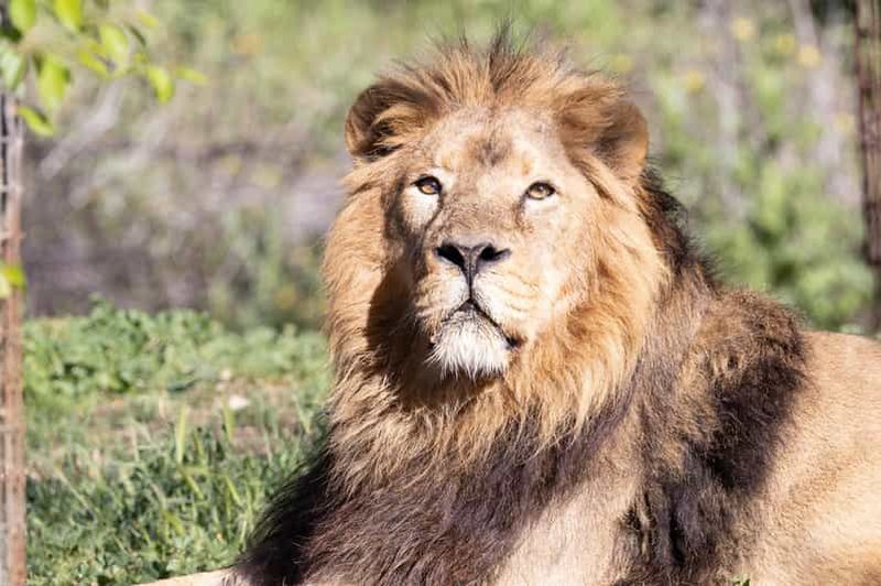 Billet Madrid : billet pour le Zoo Aquarium de Madrid