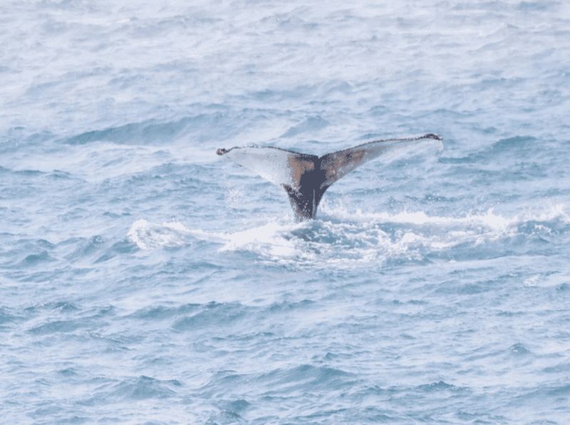 Billet Boa Viata : excursion d'observation de baleines en petit groupe