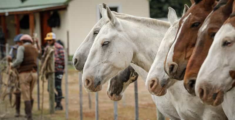 Billet El Calafate : excursion à cheval à l'estancia Cristina