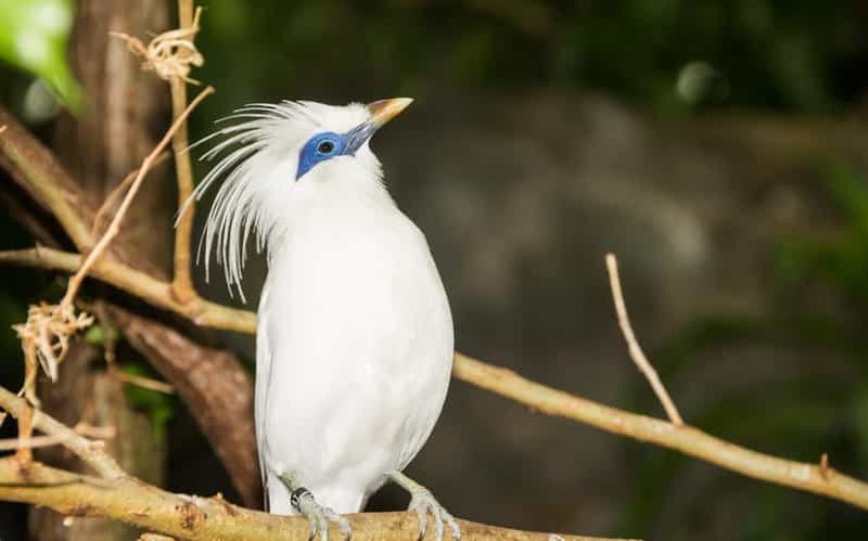 Billet Bali : campagne, conservation des oiseaux, rizières et temples