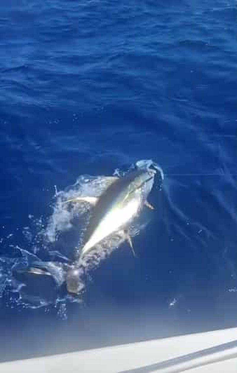 Billet Sortie de pêche traditionnelle en mer avec K’PTAIN ARIEL – Martinique