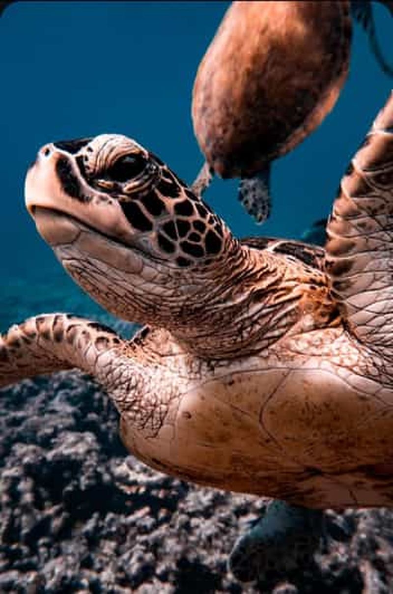 Billet Mascate : excursion de plongée en apnée dans les îles Daymaniat avec rafraîchissements