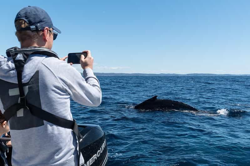Billet Safari en mer des baleines de Sydney - Privé