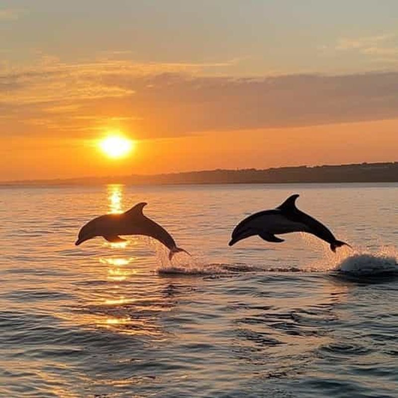 Billet Medulin : excursion au coucher du soleil avec dauphins (85 % de chance), boissons et dîner