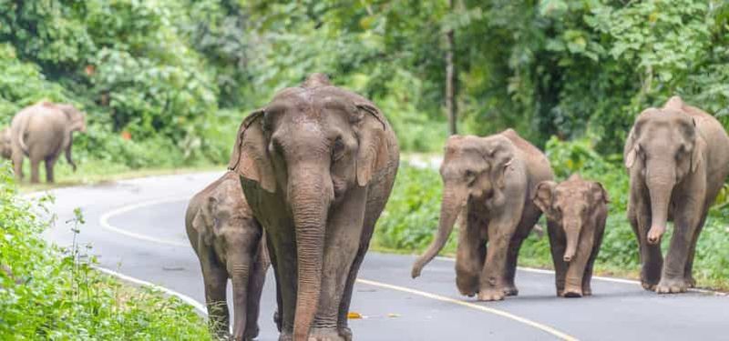 Billet Khao Yai : séjour de 3 jours en tente de safari