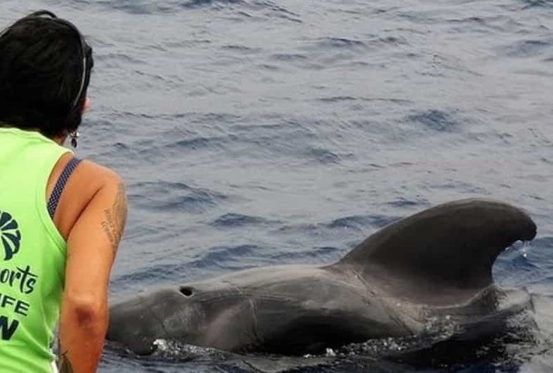 Billet Los Cristianos : safari respectueux des baleines et dauphins
