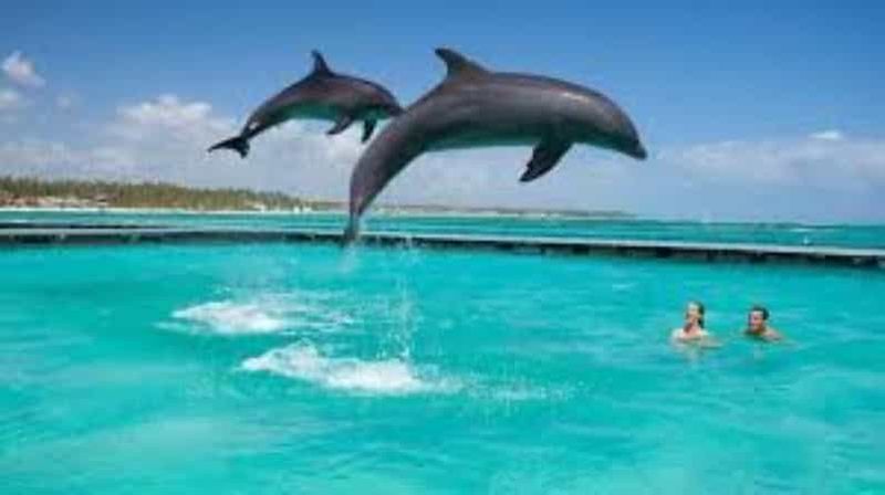 Billet Zanzibar : Nage avec les dauphins et visite des tortues à l'aquarium