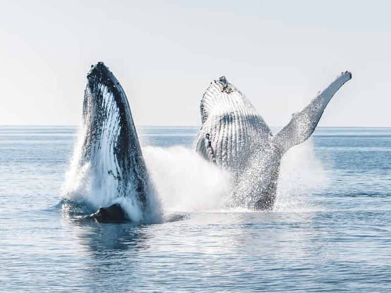 Billet Hervey Bay : excursion d'une demi-journée en bateau pour observer les baleines et découvrir les îles