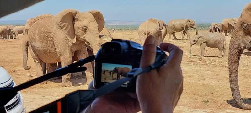 Billet Parc national des éléphants d'Addo : safari d'une journée avec déjeuner