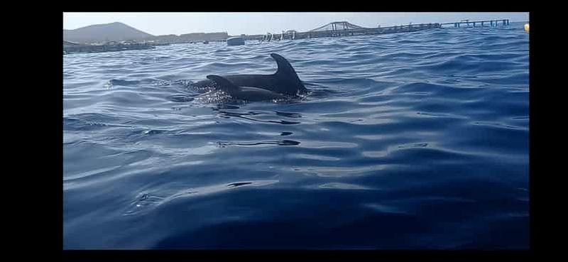 Billet Los Cristianos : Kayak et plongée avec tuba avec la faune marine, eau, fruits, photos, OSEZ !