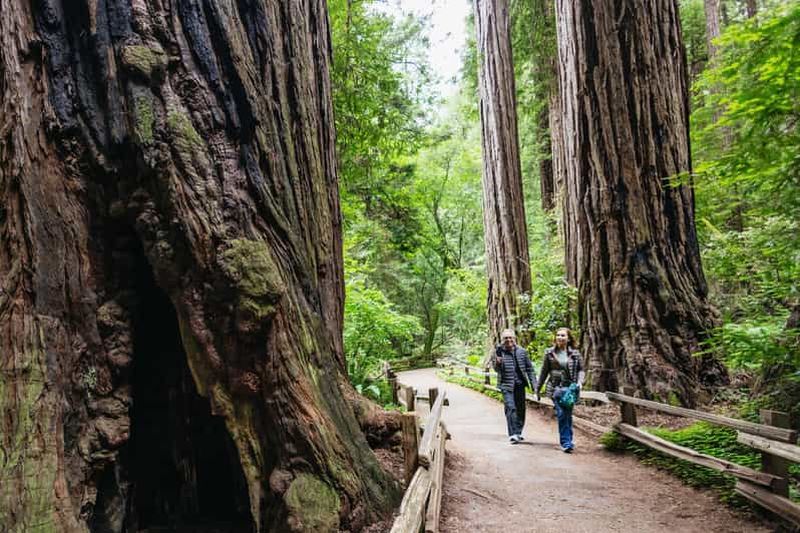 Billet San Francisco : Muir Woods, Sausalito et croisière dans la baie de SF