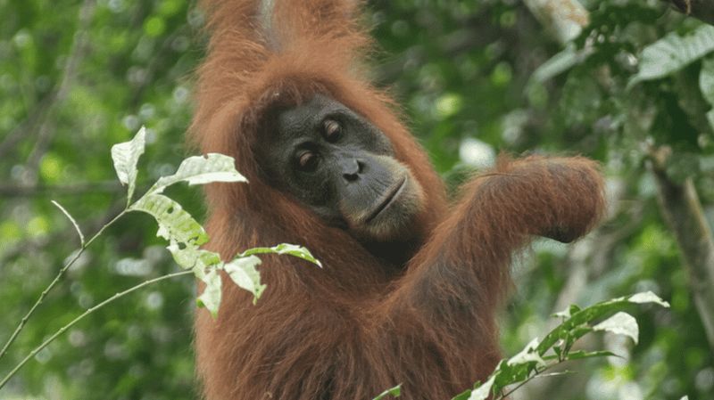 Billet Bukit Lawang : trek de 4 jours, orangs-outans et art