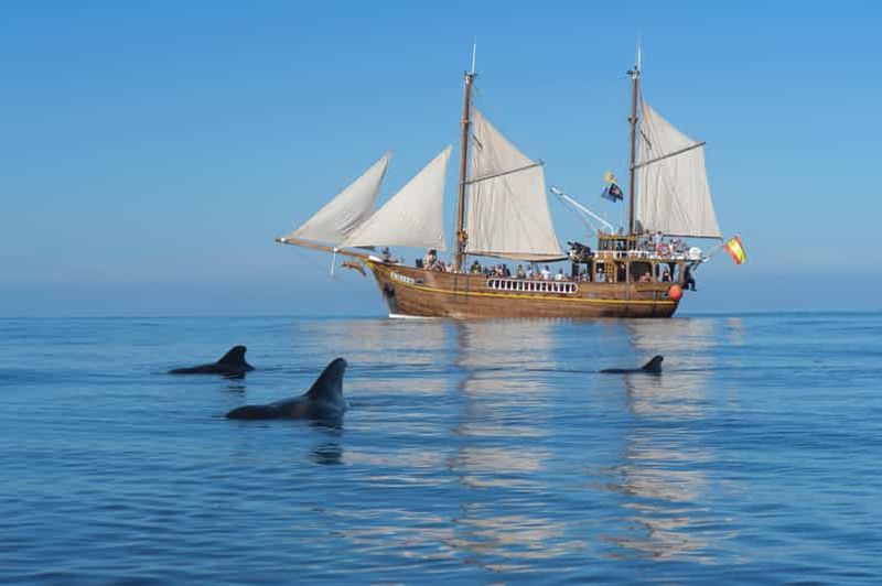 Billet Los Gigantes : excursion d'observation des dauphins et des baleines sur un bateau pirate