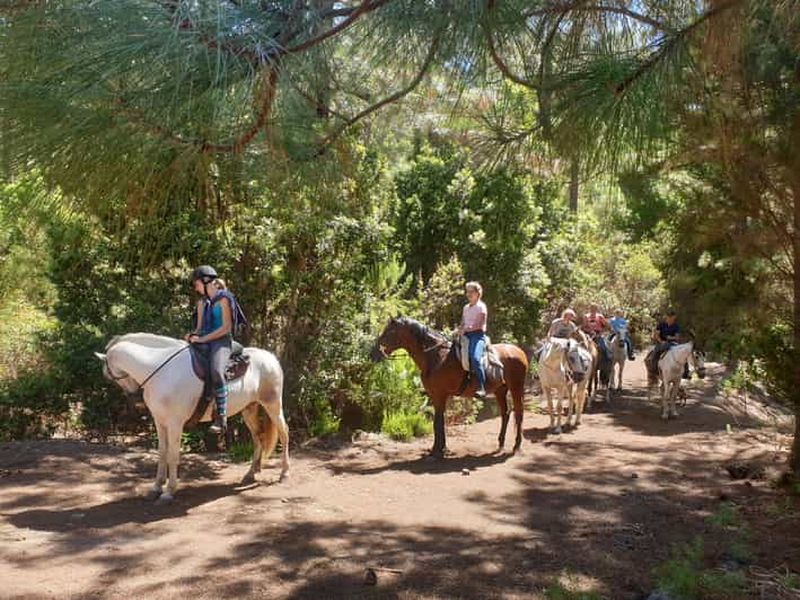 Billet Promenade de 3 heures au galop dans la forêt d'Icod avec vue sur le volcan Teide