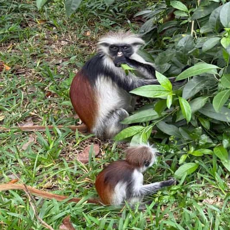 Billet L'EXCURSION VERTE : expérience kayak dans la forêt de Jozani et la mangrove