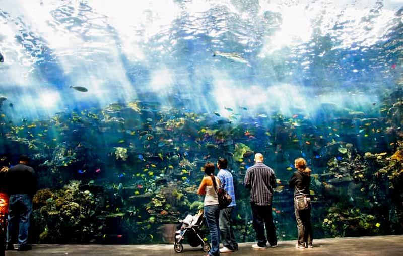 Billet Atlanta : Aquarium de Géorgie : billet d'entrée "Skip-the-Box-Office