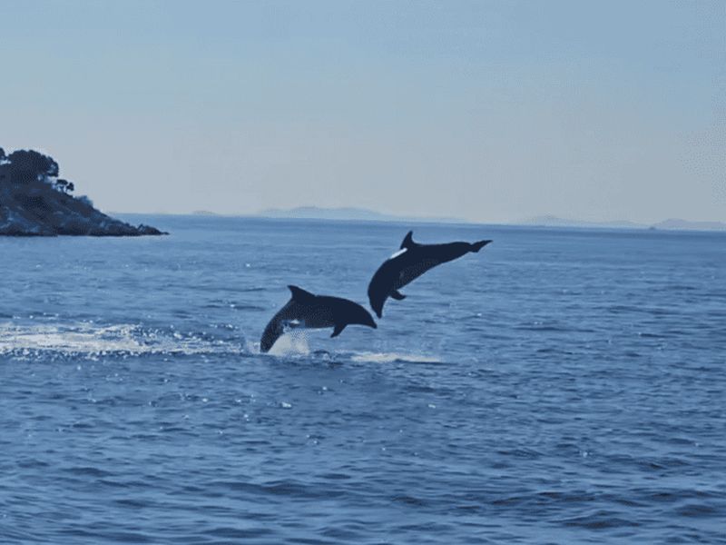 Billet Biograd : excursion d'observation des dauphins